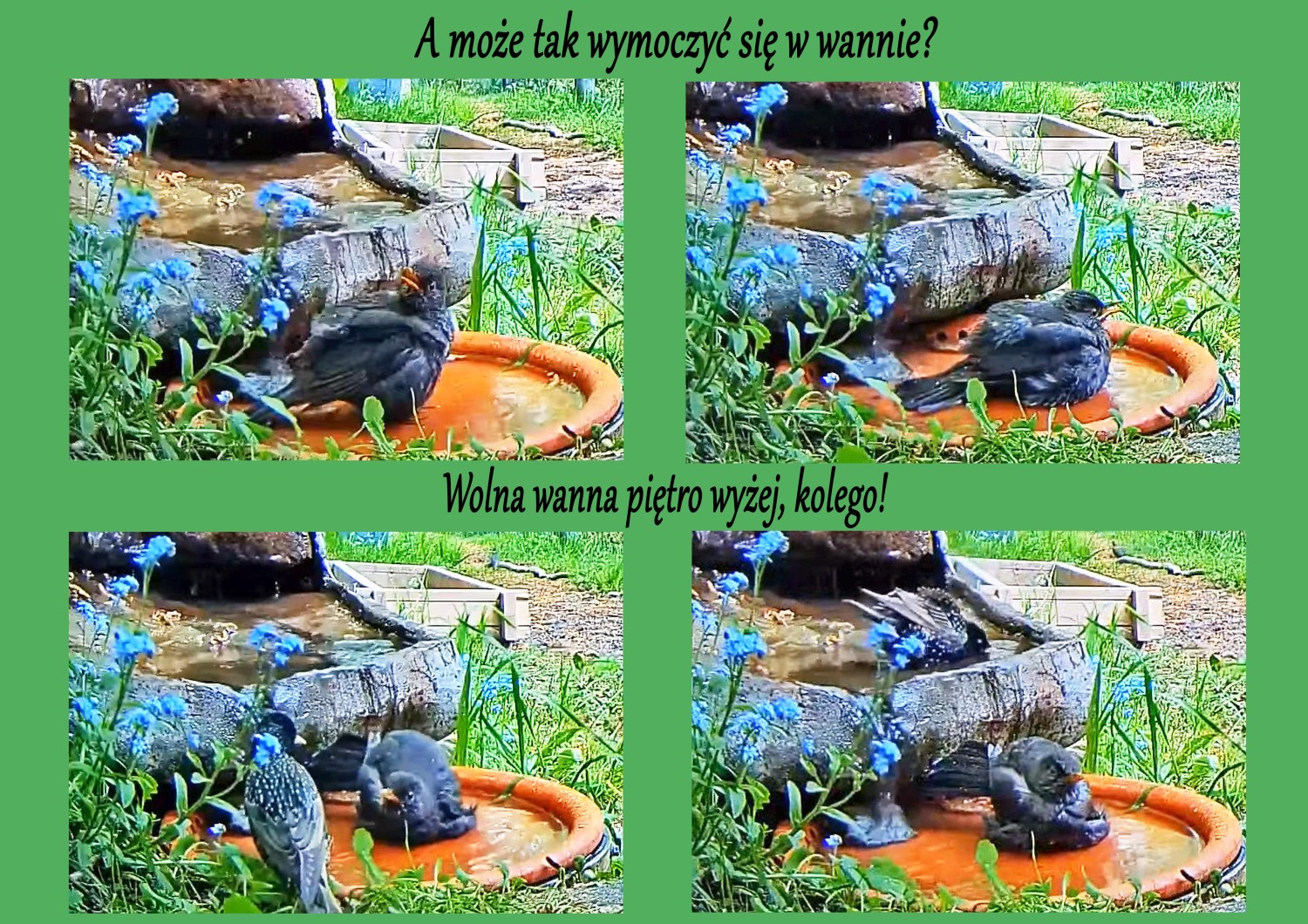 livebirdspoland_c9d723a1d32fdc7989bacf0def7e80d4.jpg