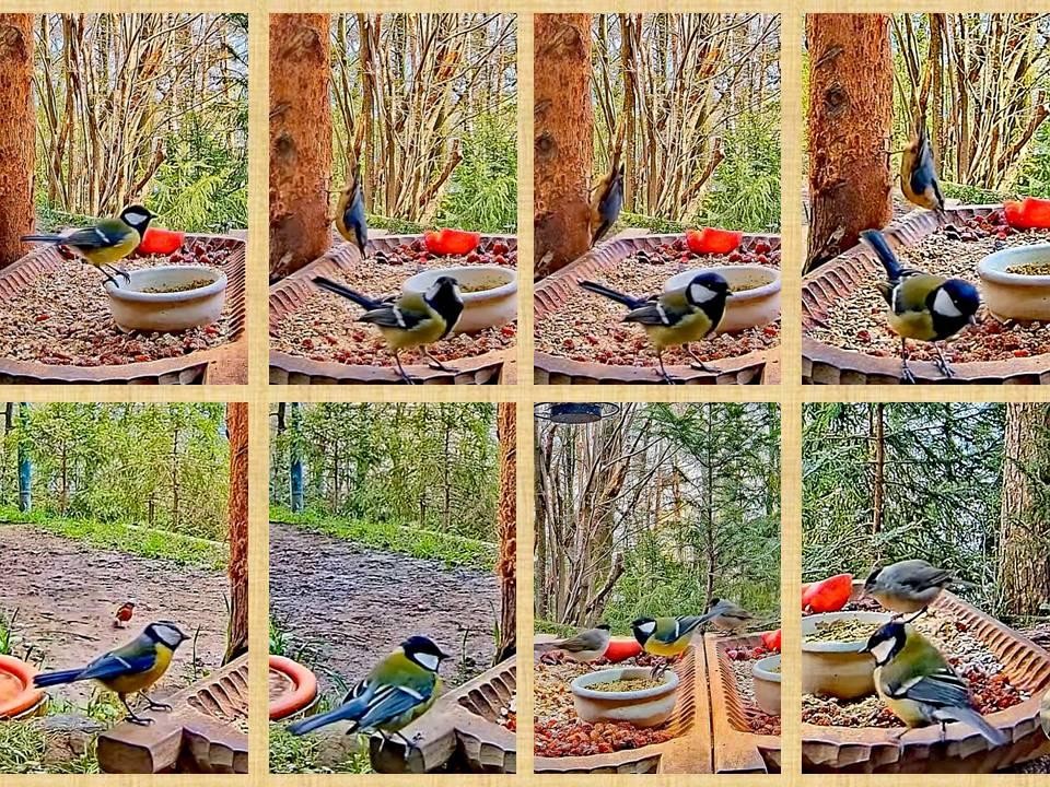 livebirdspoland_64d85595bd49ee886c0690468c26b059.jpg