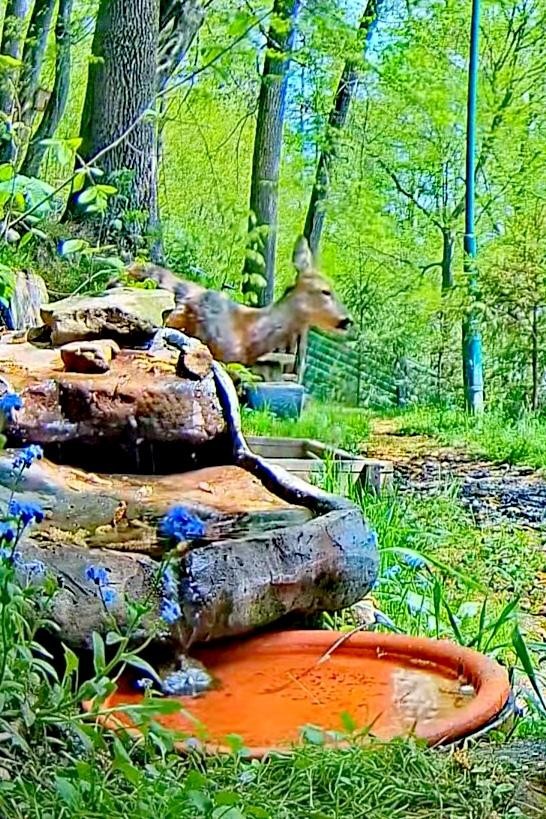 livebirdspoland_ea9a40cb405c70f7dded64481651ecc2.jpg