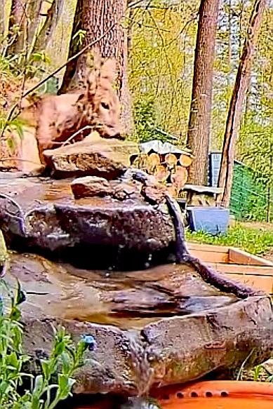 livebirdspoland_24c98037e9127b03625daf68de348404.jpg
