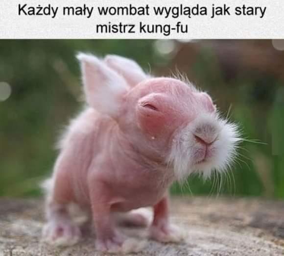 livebirdspoland_7f70187c90e63f6769e08d2f5cb5497c.jpg