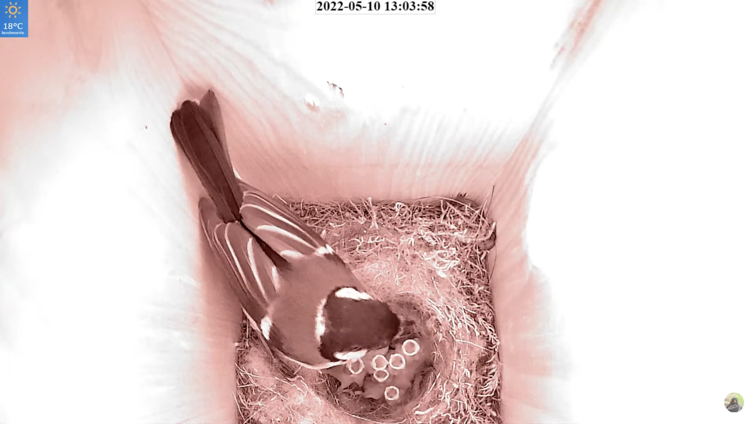 livebirdspoland_fb53a32720dea84adc5af251189986e0.png