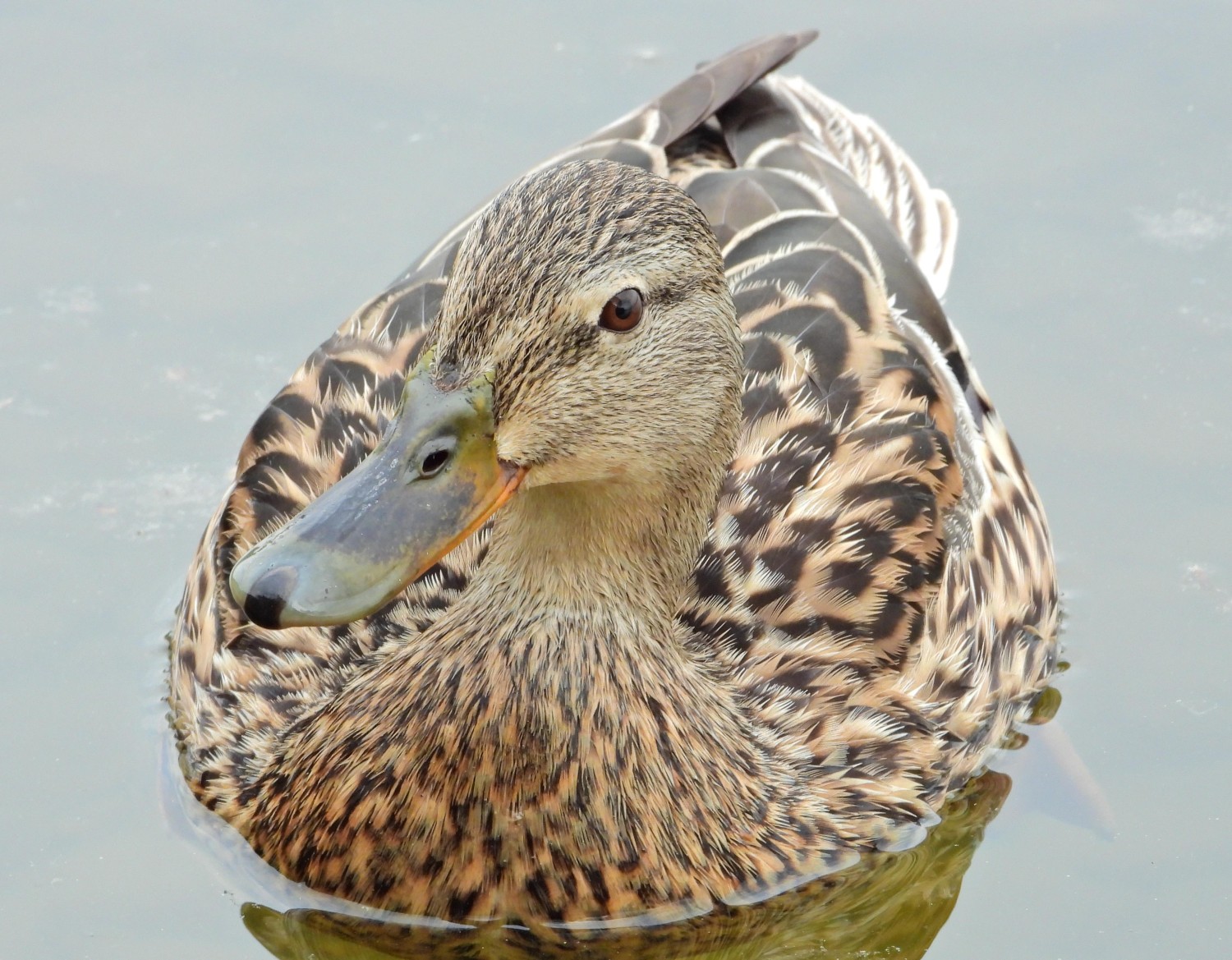livebirdspoland_01d29a75810f18414a13c99cbc55e7af.jpg