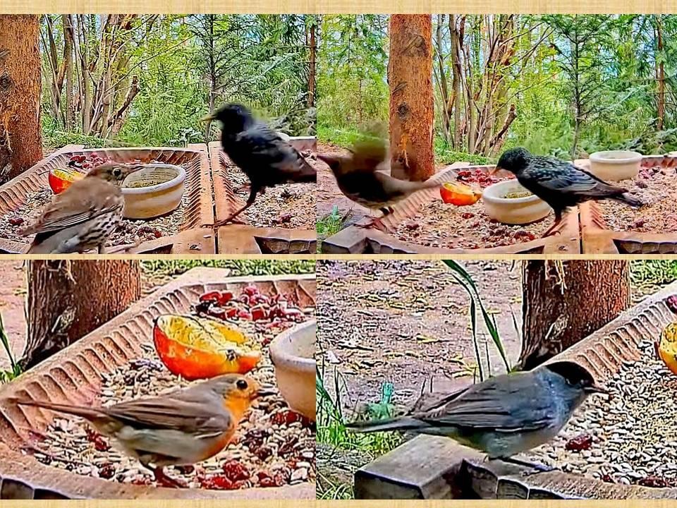 livebirdspoland_56596210ca3ca07d3d6888d44179e98c.jpg