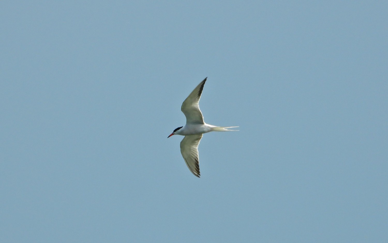 livebirdspoland_eb7b14f96d206e340c95ae219c94270e.jpg