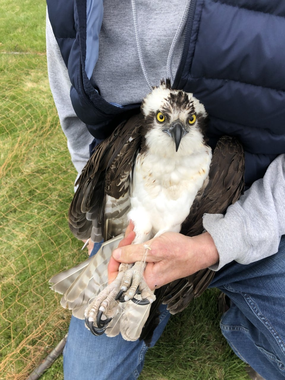 livebirdspoland_ffecfcca5729fbfcf3c32c78ab257a14.png