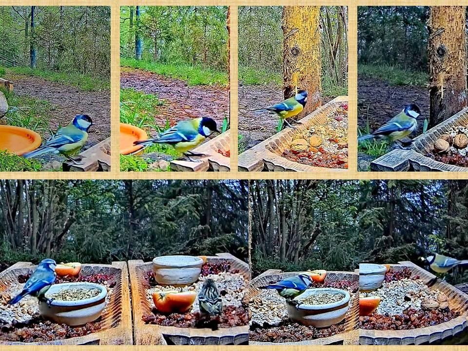 livebirdspoland_3095f4c5c4156e51621eb223ac3fb2f7.jpg
