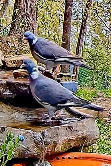 livebirdspoland_de99ca8f352cd6a81ddf1272ed249c8e.jpg
