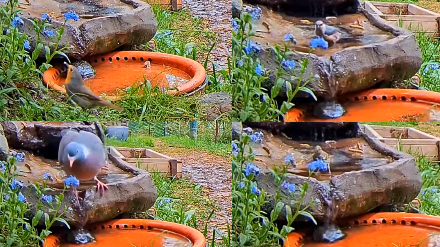 livebirdspoland_554f85cf6d85c548e6fcc266919ff94d.png
