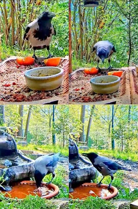 livebirdspoland_0f4b7293925faf80c0cab57f1c2d3e57.jpg