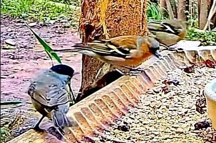livebirdspoland_b69acdbc151cbc5eab02b83b00b86d15.jpg