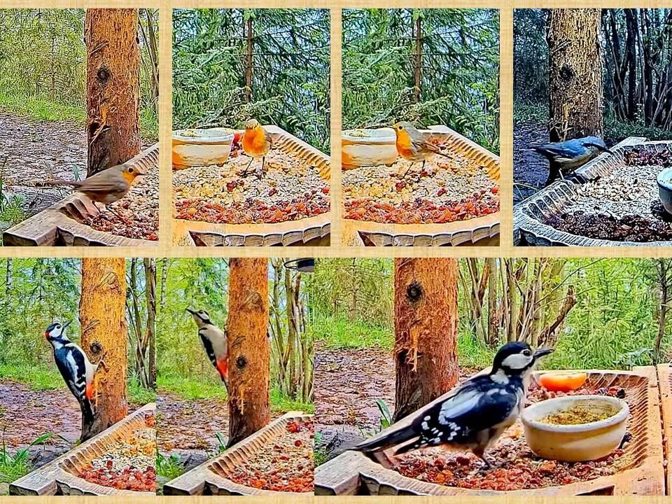 livebirdspoland_675a4ddce44de507d2992652656a5f5a.jpg