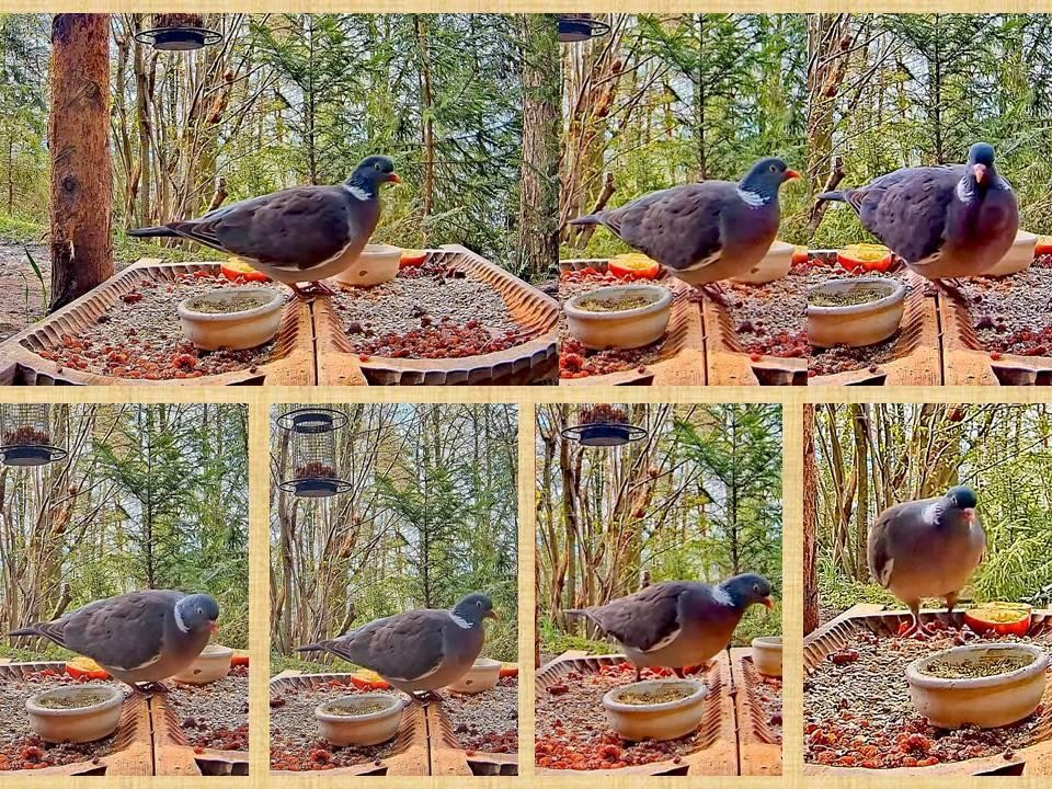 livebirdspoland_85e8b6549c4a687839965d9e3ced33b7.jpg