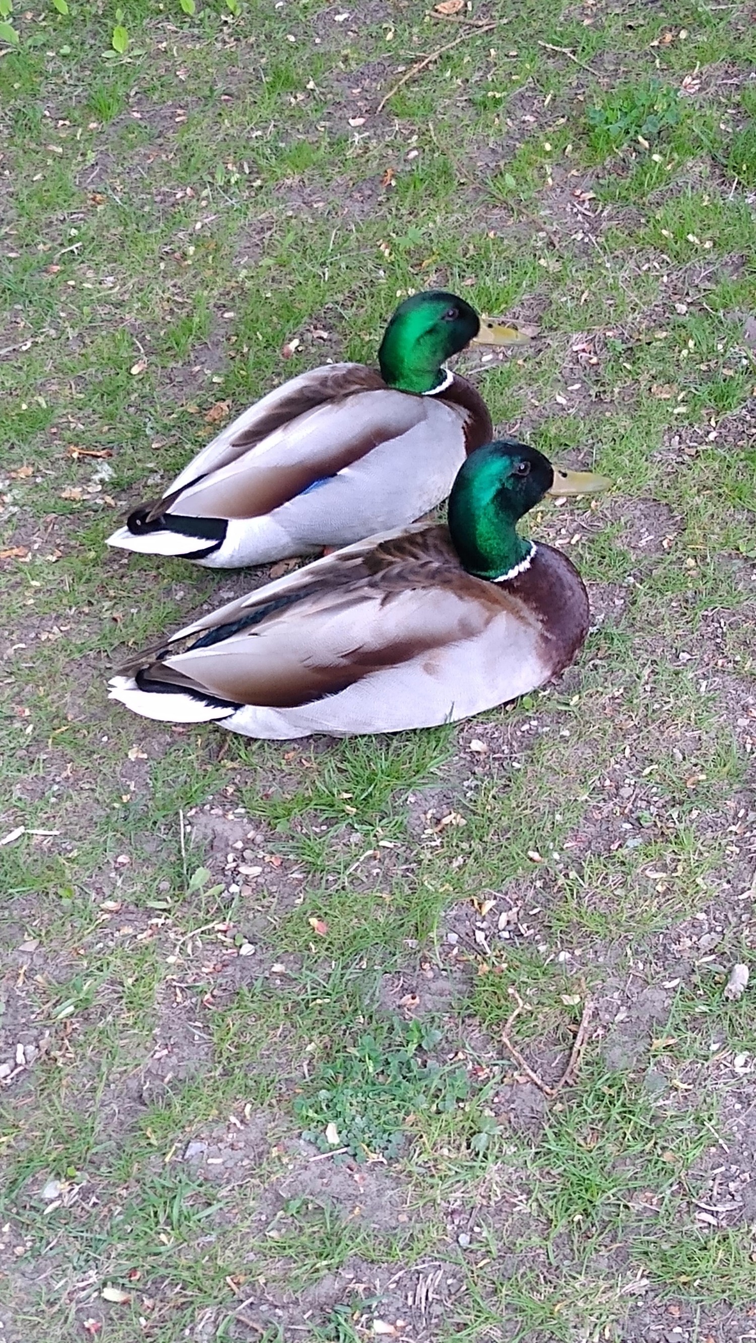 livebirdspoland_283e64c2518eae91185d92446831b424.jpg