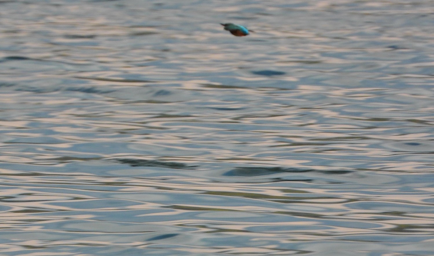 livebirdspoland_67fcd8b1c572c0a1d14391e8a23b57f4.jpg