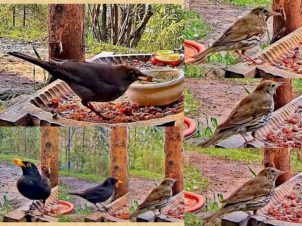 livebirdspoland_d0be835f15bef1182ebe2b1419d37971.jpg