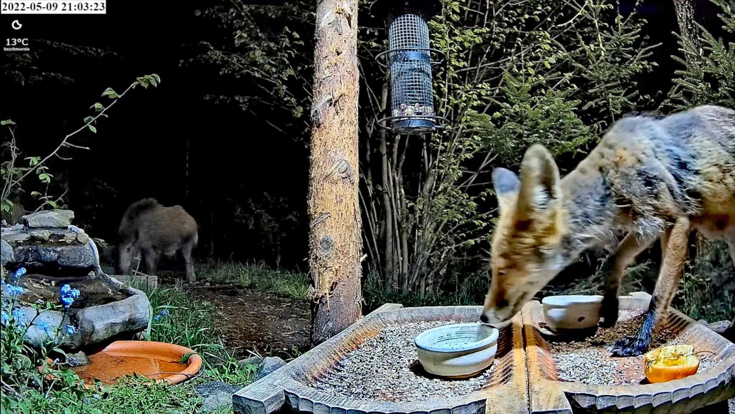 livebirdspoland_2ecb3f005ba940fe9c531e02ddaad696.jpg