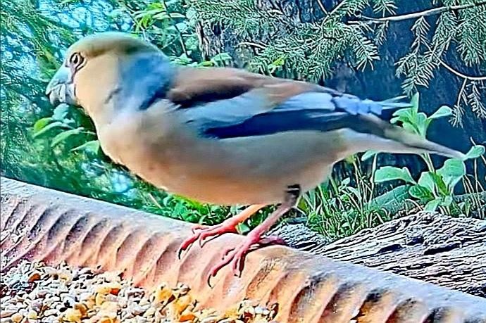 livebirdspoland_8449c6a03efd5c755f263b0822f6cbdc.jpg