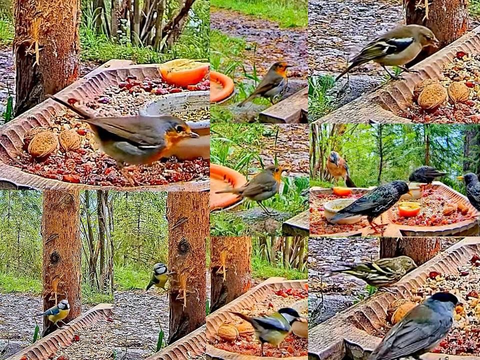 livebirdspoland_b6f1ea58cb1f90e70d0bc301c15a1e11.jpg