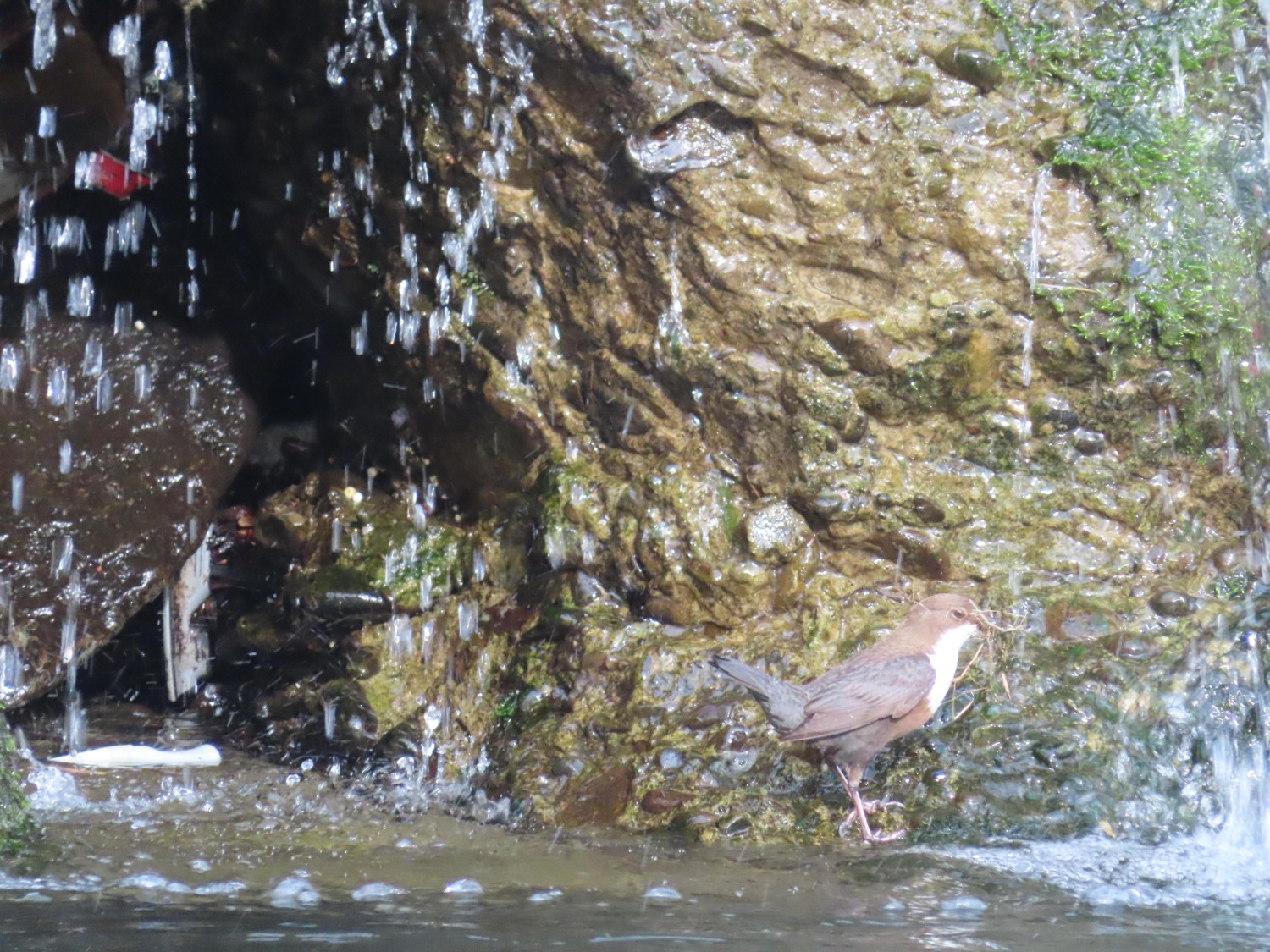 livebirdspoland_128cd8f5d5d4bbf77578262bfd0f9a24.jpg