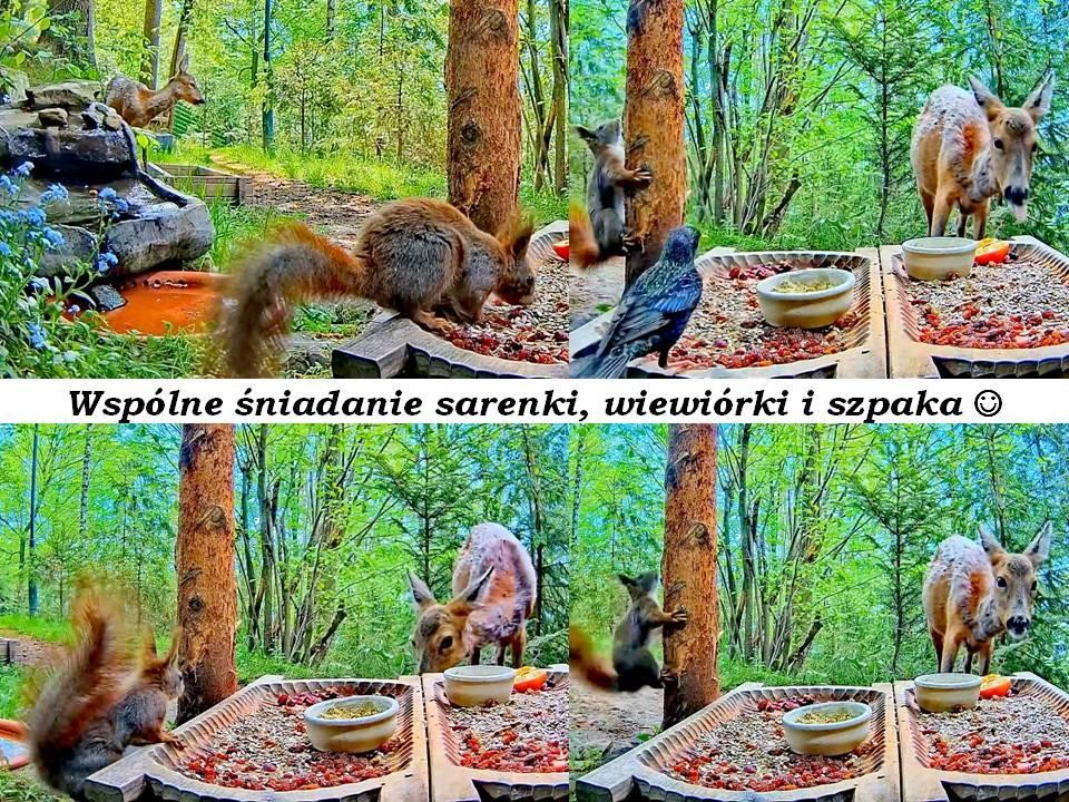 livebirdspoland_cff0eb819a4c5923ec700bc377538b27.jpg