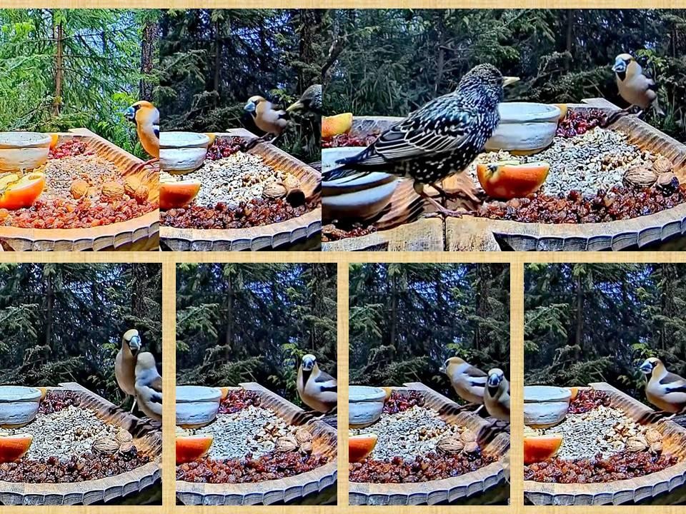 livebirdspoland_b78b793e42d479c3ce80040424ca9211.jpg