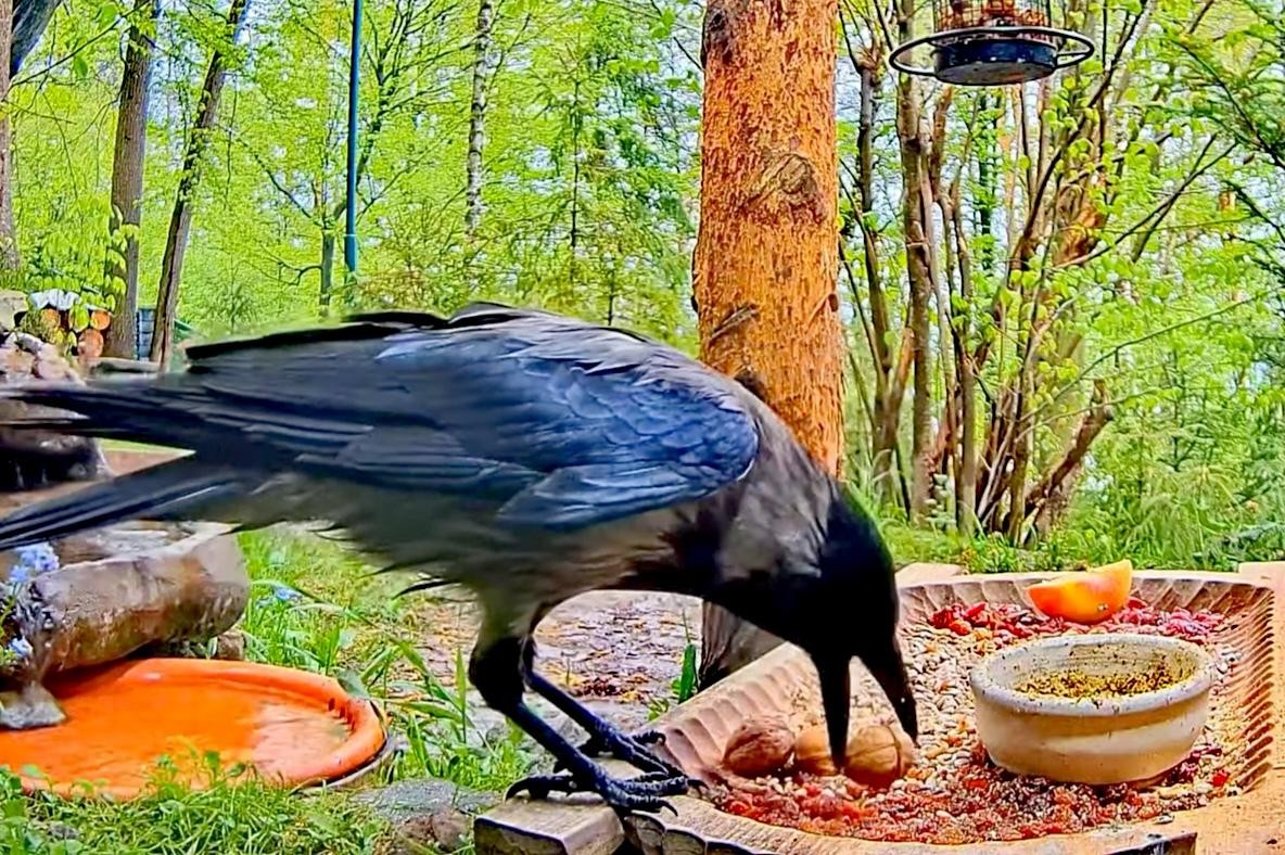 livebirdspoland_a7cca01559b046511827e18c63a4a5cf.jpg