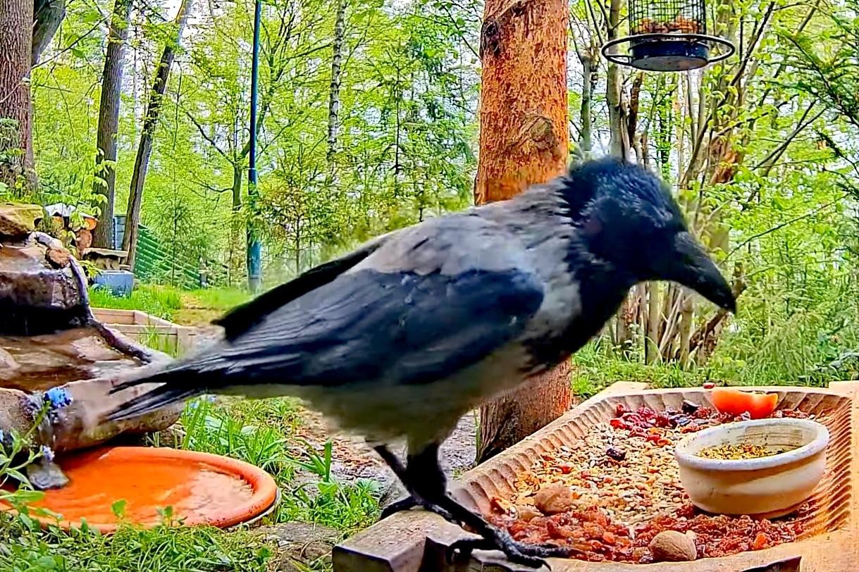 livebirdspoland_93229f64564159eaba48c3ac53270a0f.jpg