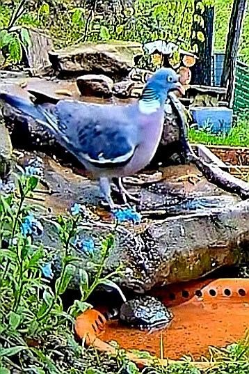 livebirdspoland_5749be638d44e8020fcec0d8ea502971.jpg
