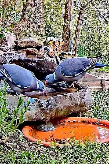 livebirdspoland_b8beaea7617d198cca11193a8e5bfbb5.jpg