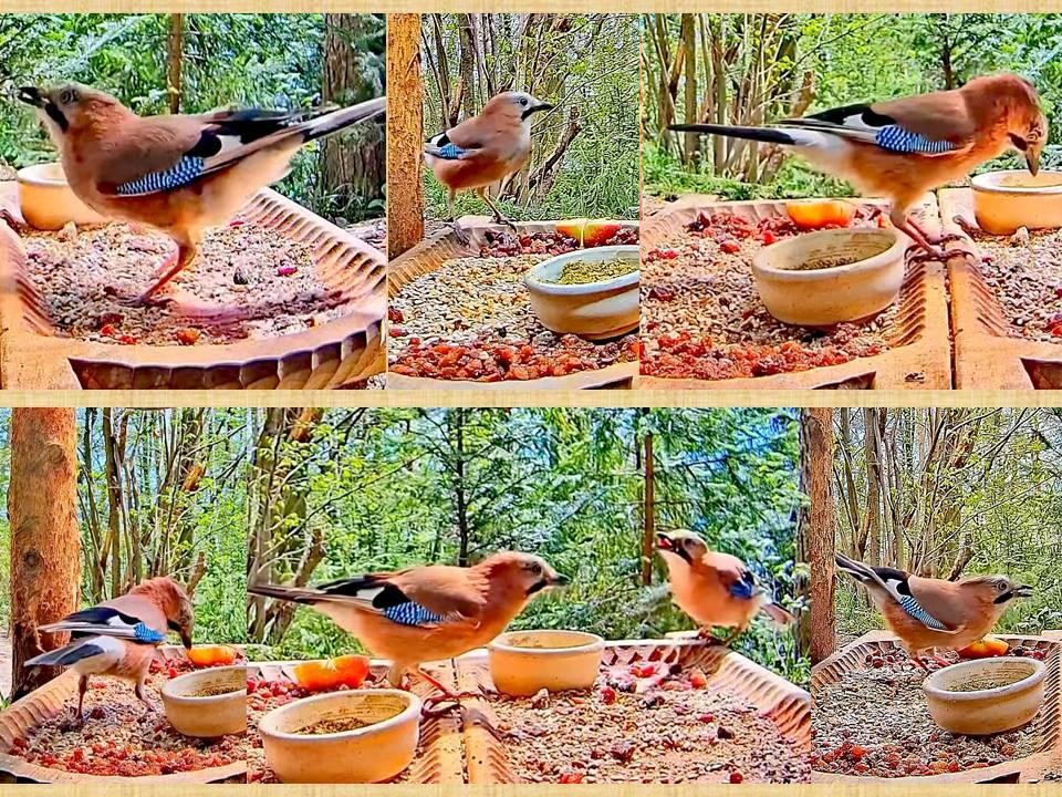 livebirdspoland_2dc3fb3c7a45db59d390b54395b639e3.jpg