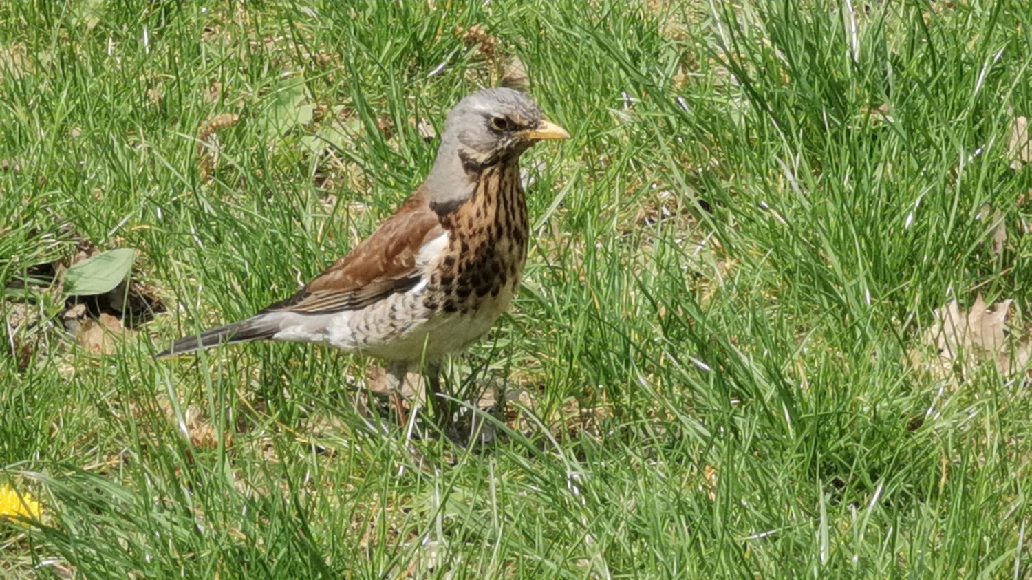 livebirdspoland_90974d0d24bbf498265440b91cdfe92d.jpg