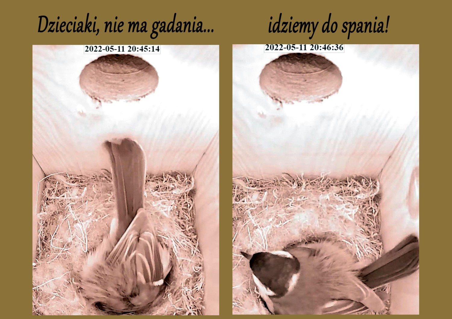 livebirdspoland_800949ee60050af9433b127f6d27d438.jpg