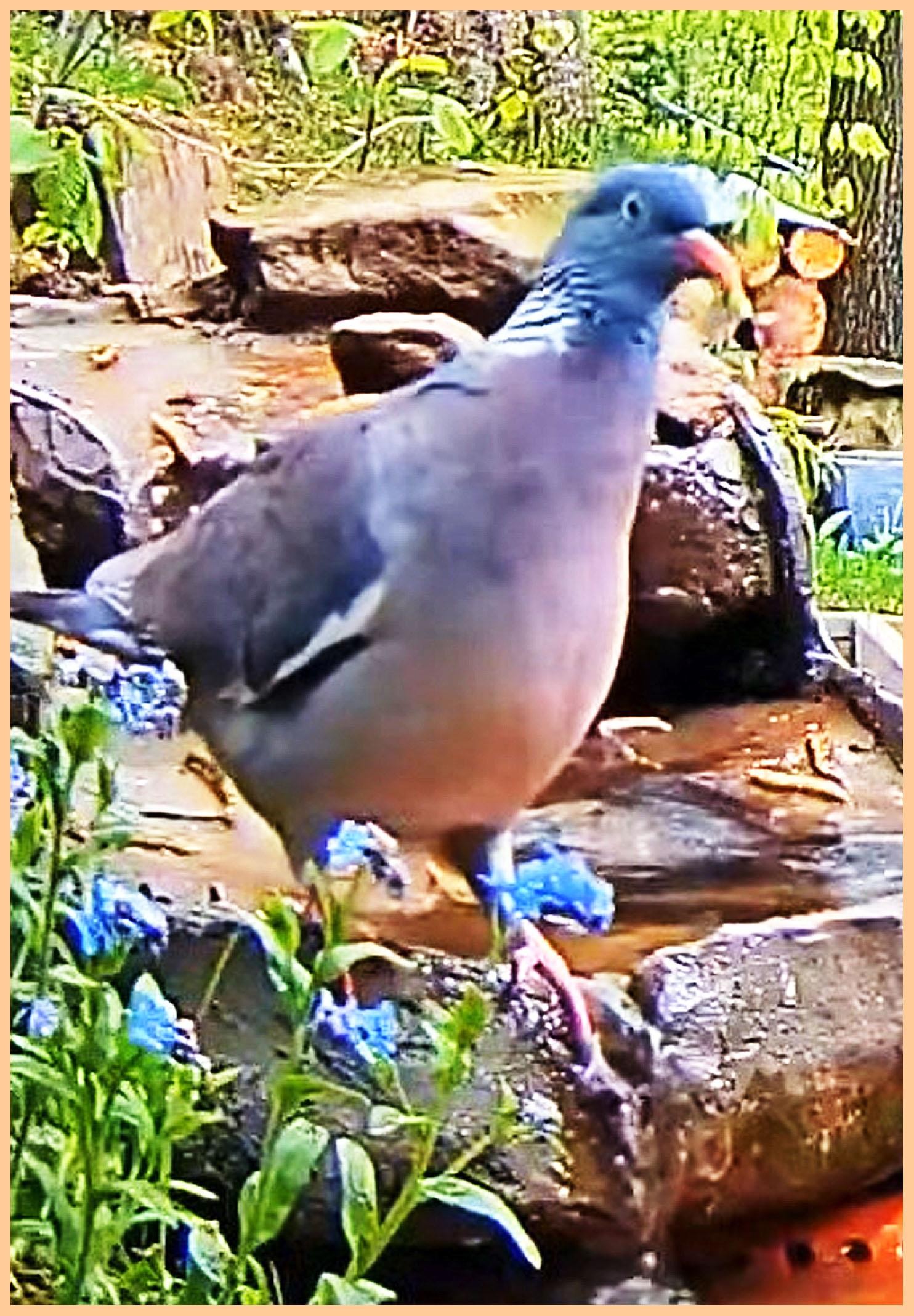 livebirdspoland_a4b02dce686496cc9537aad464fe8b20.jpg