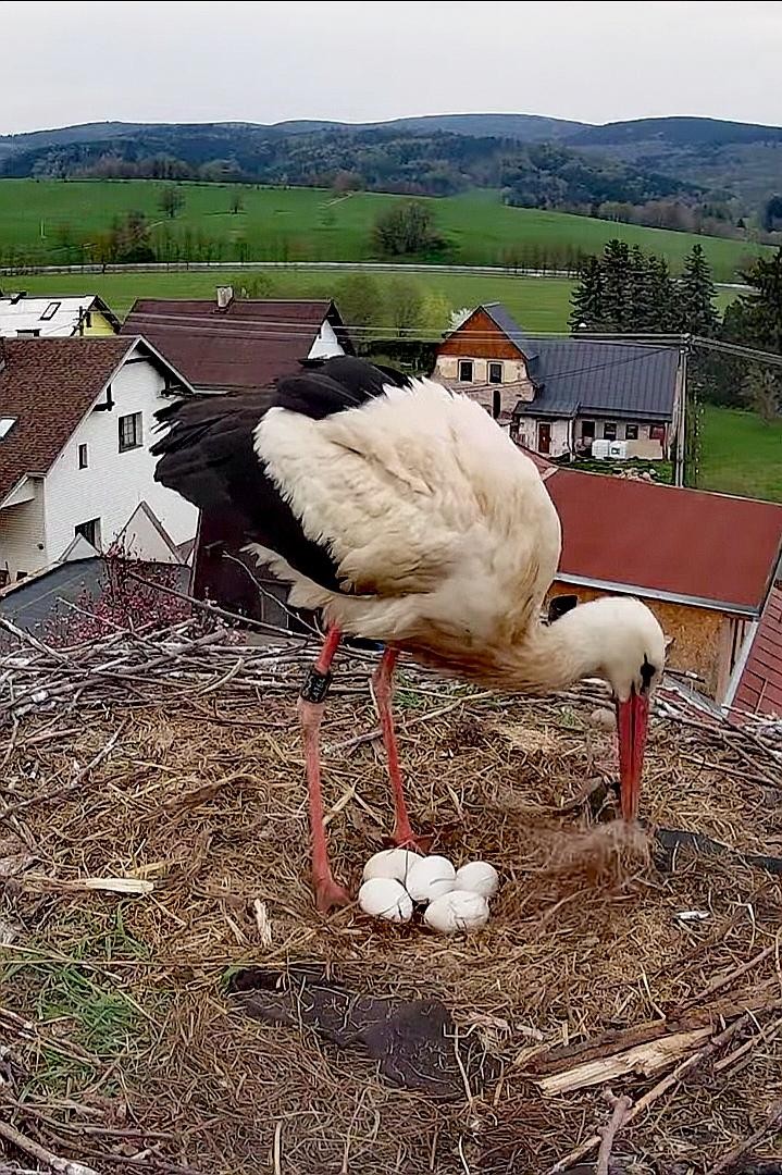 livebirdspoland_e6fca89b869a1de37ff33de6af964708.jpg