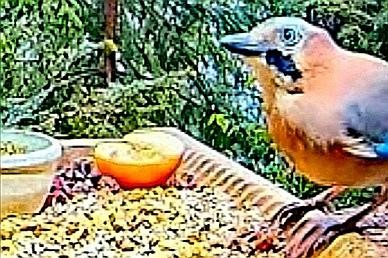 livebirdspoland_48ac3e1682775e8ccb97b588f97135c9.jpg