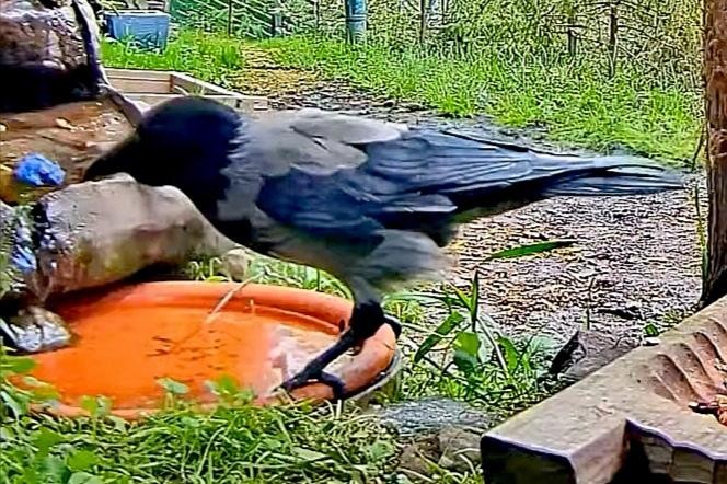 livebirdspoland_ebc408ca0dcf9af3a17e08373a2c113f.jpg