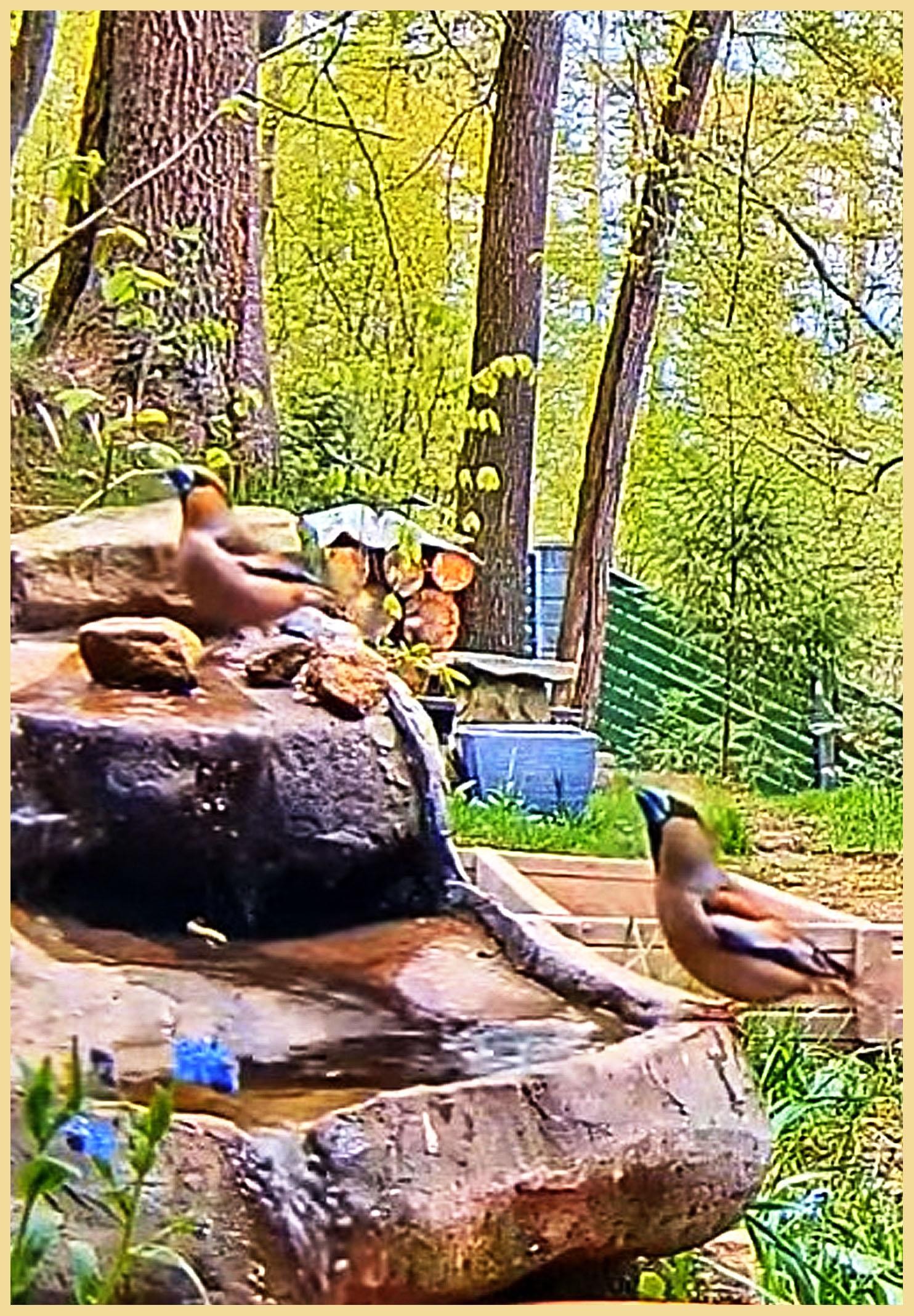 livebirdspoland_94dcdfe6e44131a098029c9c1d64fd59.jpg
