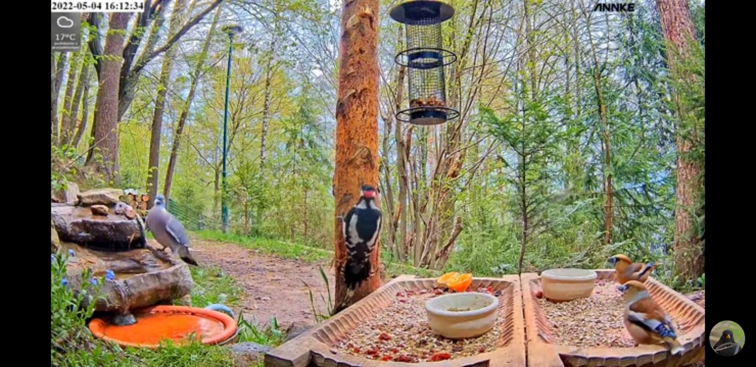 livebirdspoland_8da6d39136f418d85df3c266711d520e.jpg