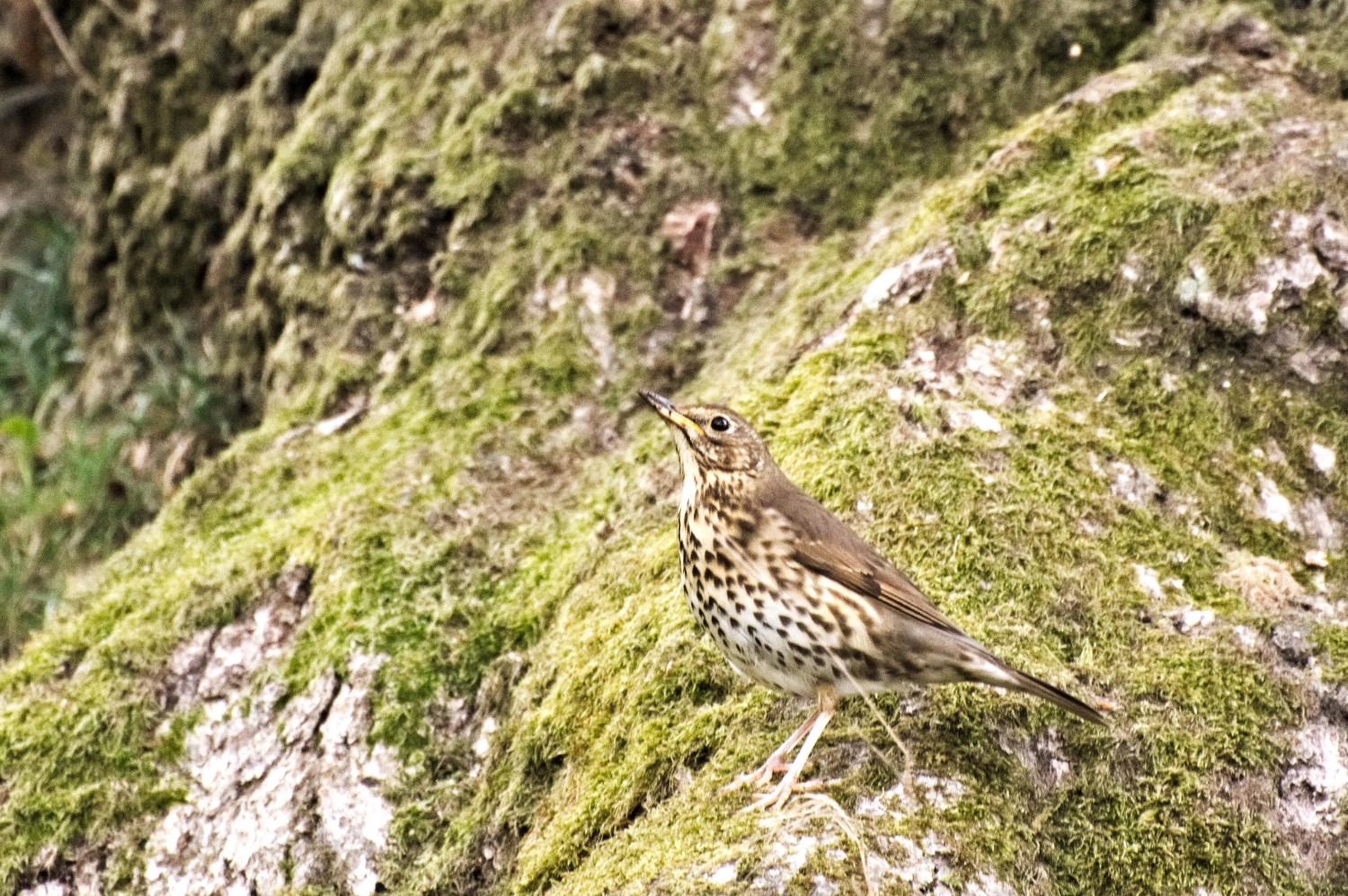 livebirdspoland_2f88a6ec73c2c1b4c9eebd4bc34195ed.jpg