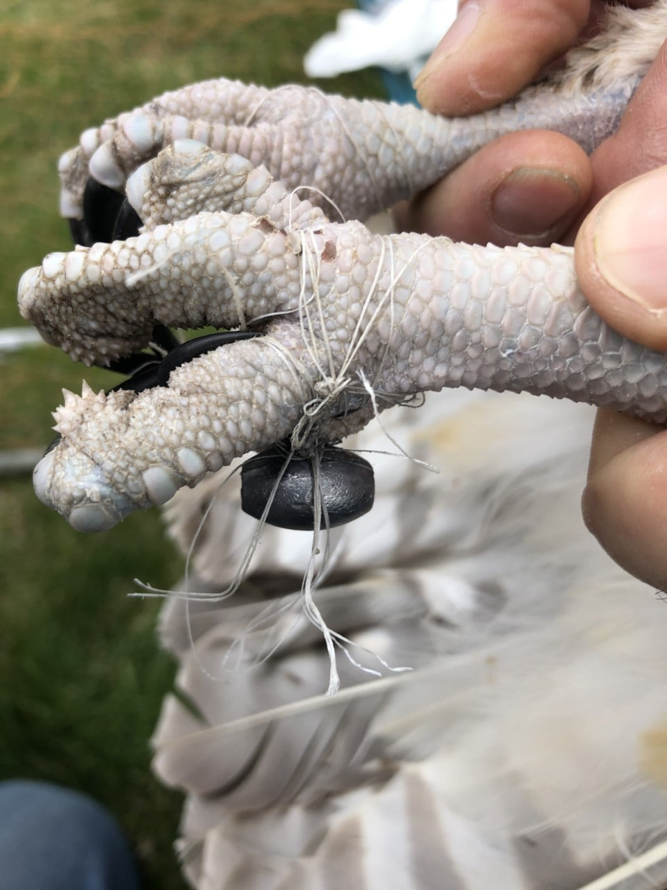 livebirdspoland_b961617bf53989fd065c8fdd42877254.png