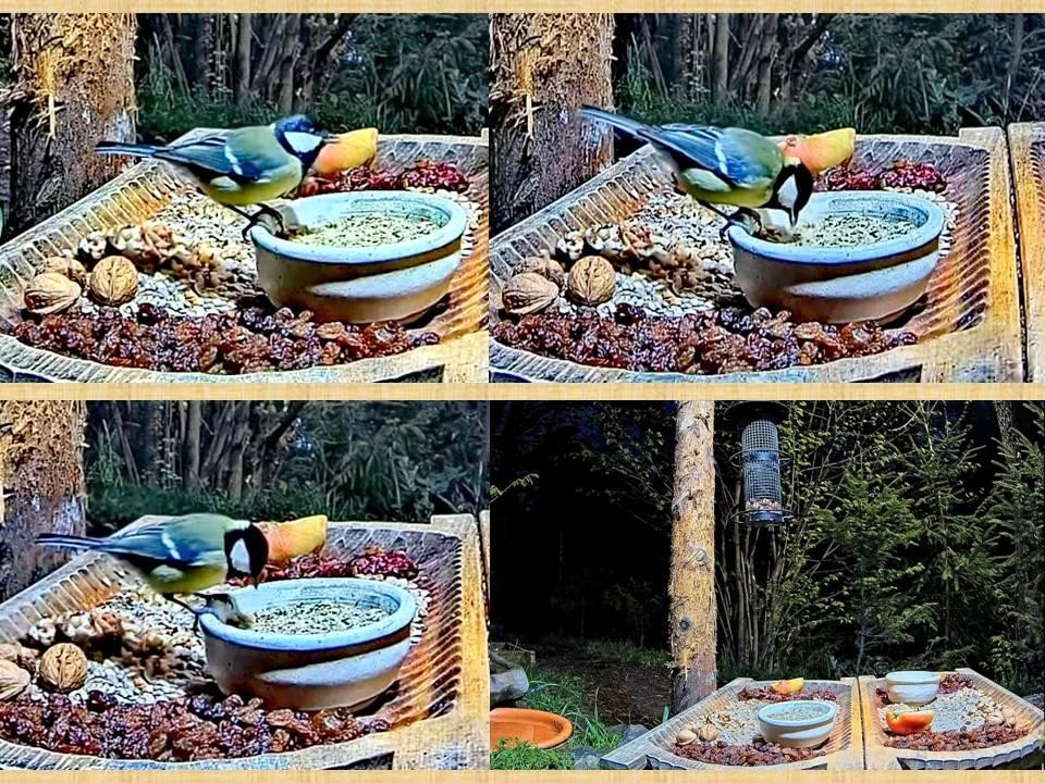 livebirdspoland_618e62299989fc044a8b67cd71f86b12.jpg
