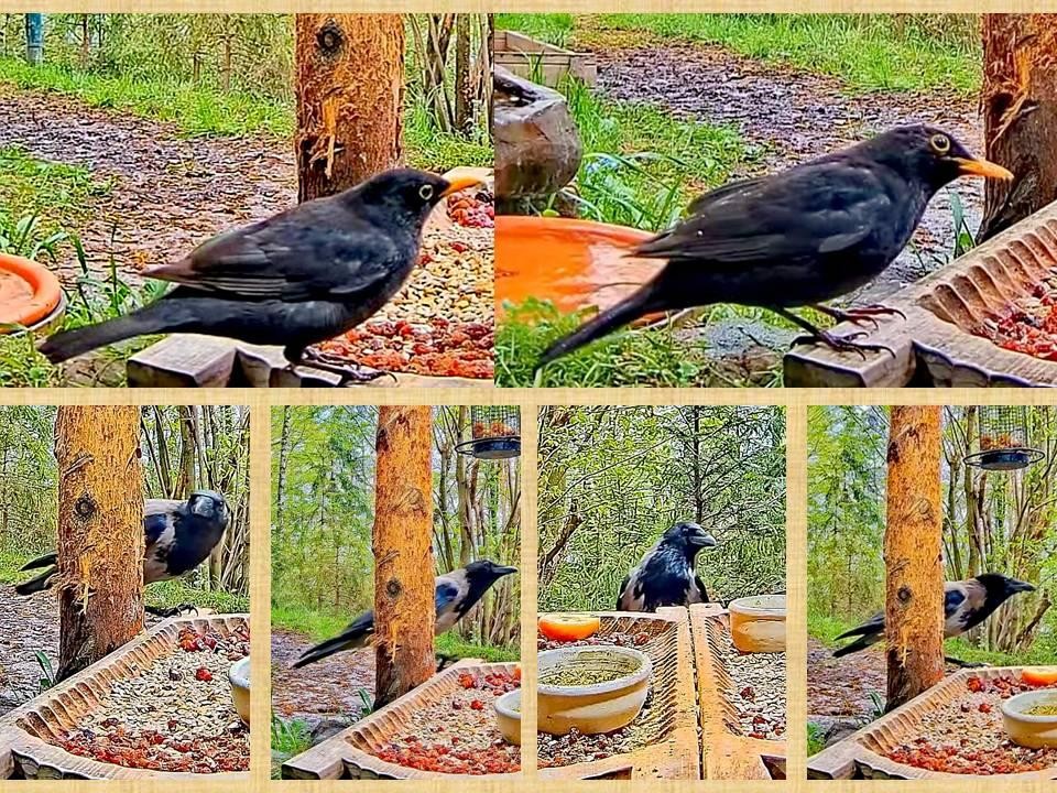 livebirdspoland_ab515c0cd11ee50c3d6b4ec5875fa40a.jpg