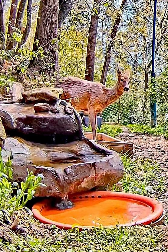 livebirdspoland_e48ba500e8b1f85da95945fa02814683.jpg