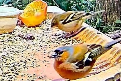 livebirdspoland_08c1a4acd3488513100960c99ffd097f.jpg