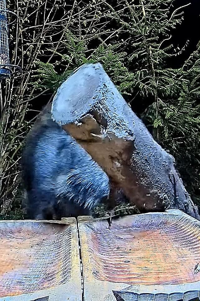 livebirdspoland_73f16e0df7d56ccd5e83a3866640d71c.jpg