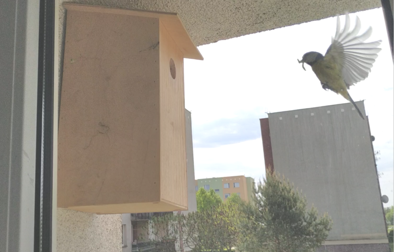 livebirdspoland_913e19359dedbeafc4767a1ab196075d.png
