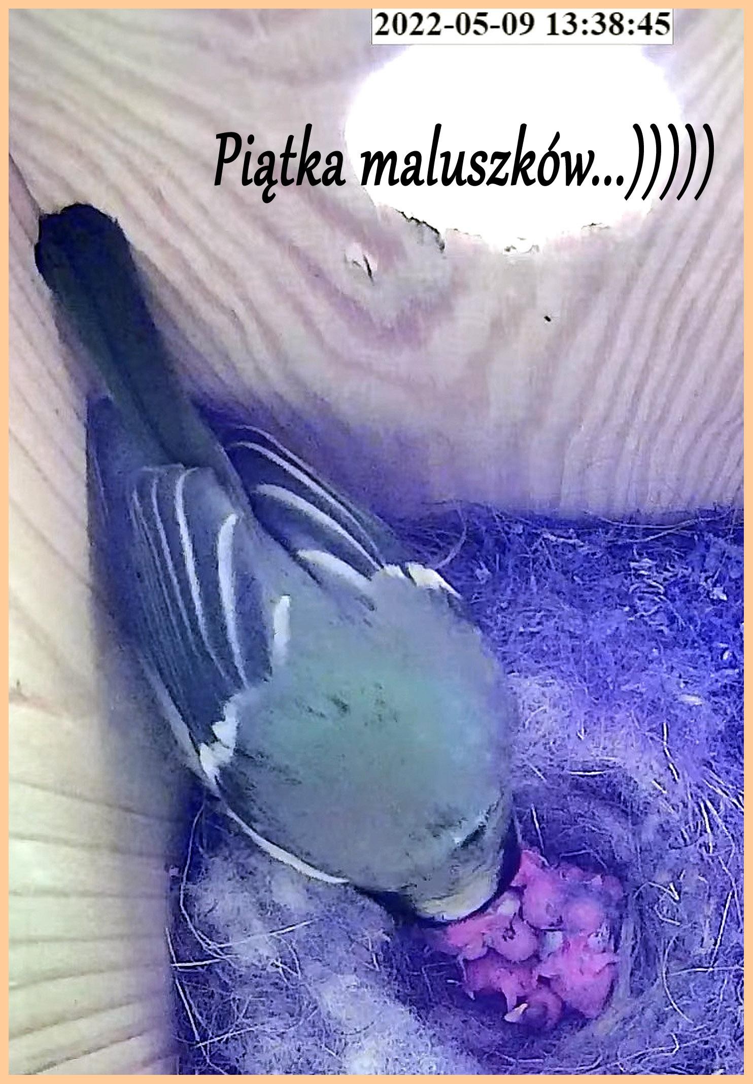livebirdspoland_d858d90d6e3f62554173f7191f4a0653.jpg
