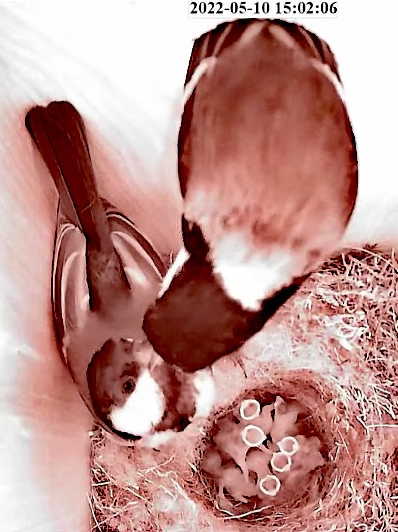 livebirdspoland_aa3b43f60f4076f232f11923ca154444.jpg