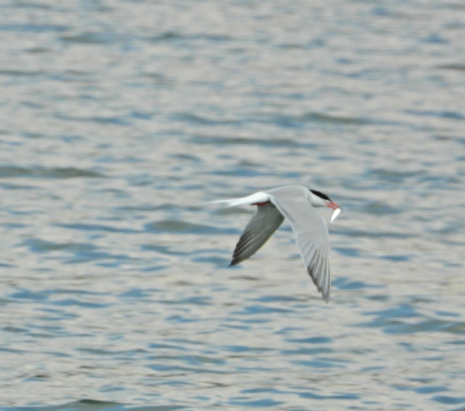 livebirdspoland_848fdba1b2f6ef958b84012ea7fb5788.jpg
